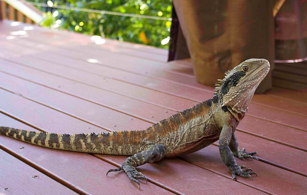 DRAGON DIARY Dragon Dressing Recipe