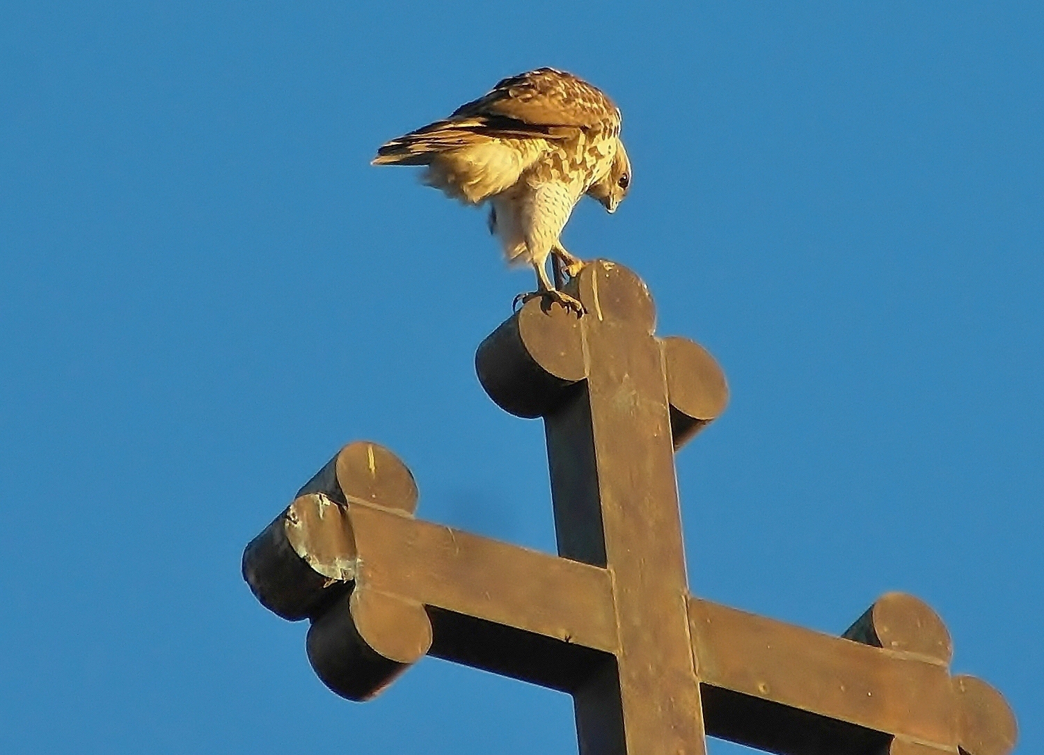 EV Grieve Hawk's omen at St. Brigid's