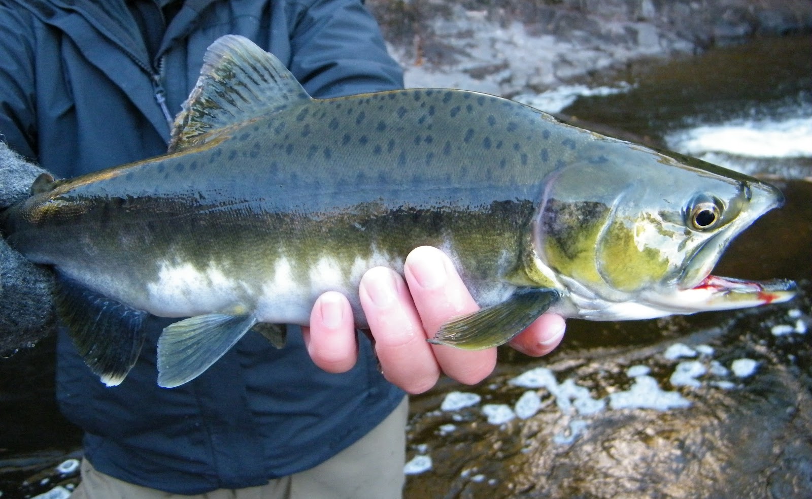 Slab Seeker Fishing Lake Superior Pink Salmon
