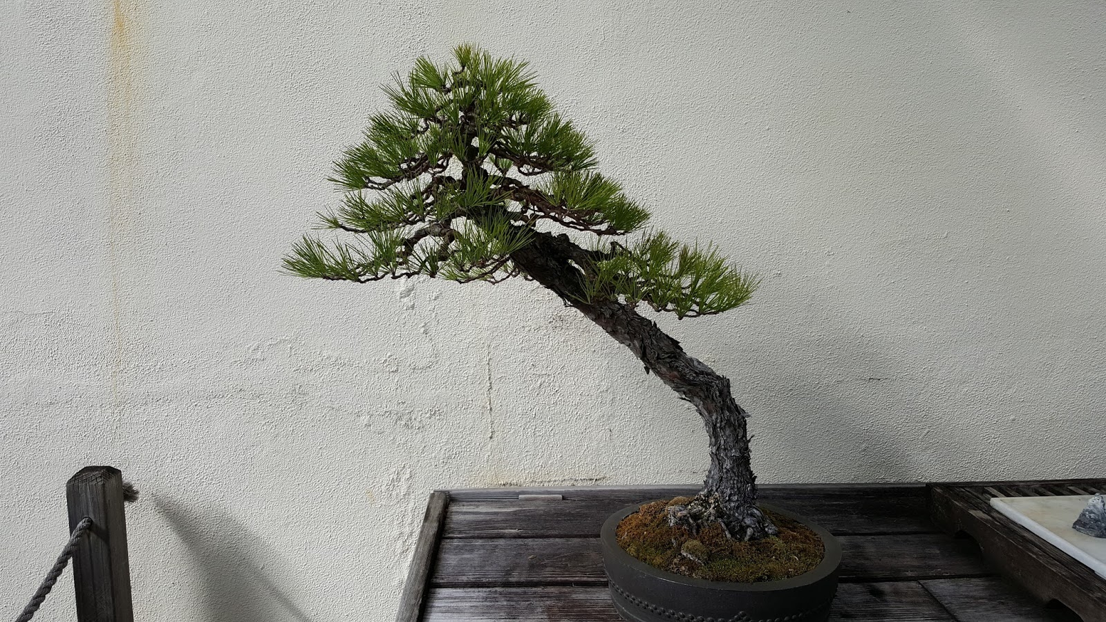 Bonsaimisadventures The bonsai and penjing Museum at the National