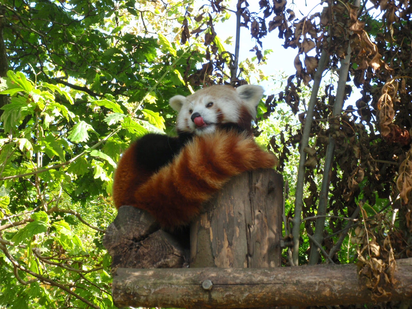 Czarownikowy Kocioł Alberta: Kosmici wśród nas: Panda mała, czerwona