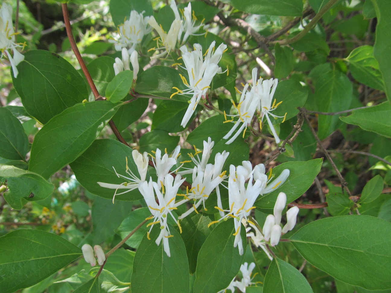 LL Farm Jasmine or Honeysuckle