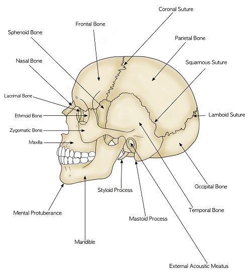 Anatomy Of The Human Head Bones Brain Sensory Organs