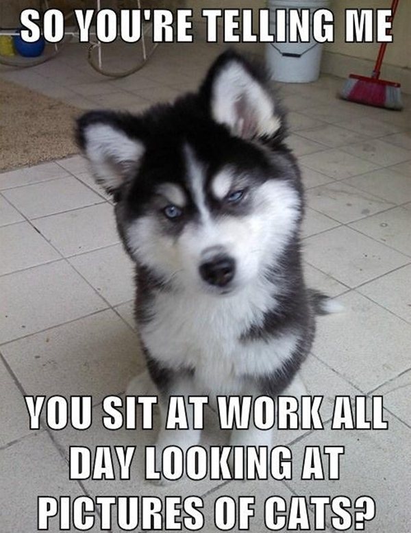 animal pictures with captions, disappoint husky