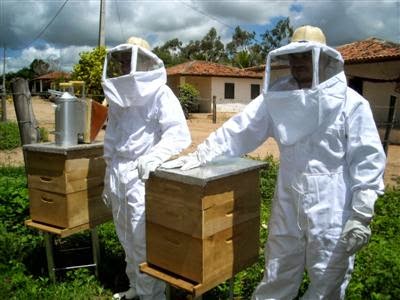 410219-Fotos-de-abelhas-curiosidades-e-apicultura1.jpg