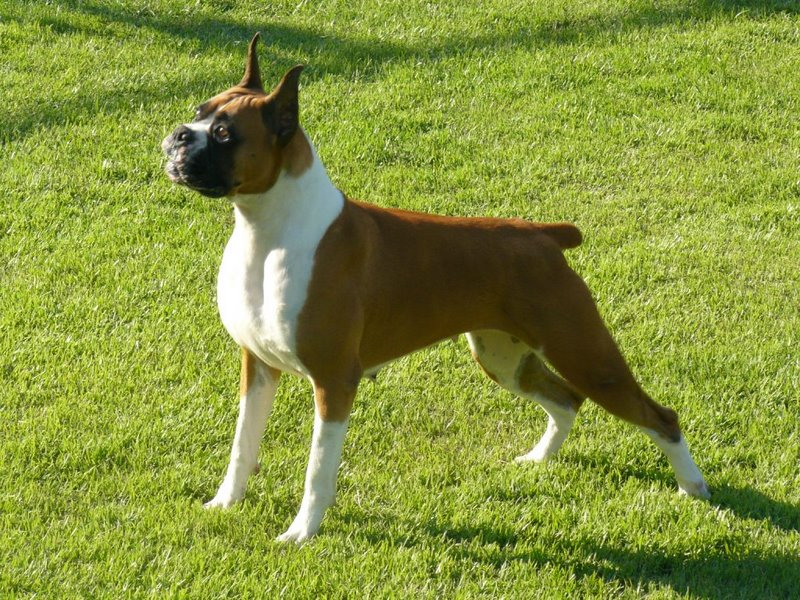 Canil Bella Boxer - Canil de Boxer | cachorroidealoficial