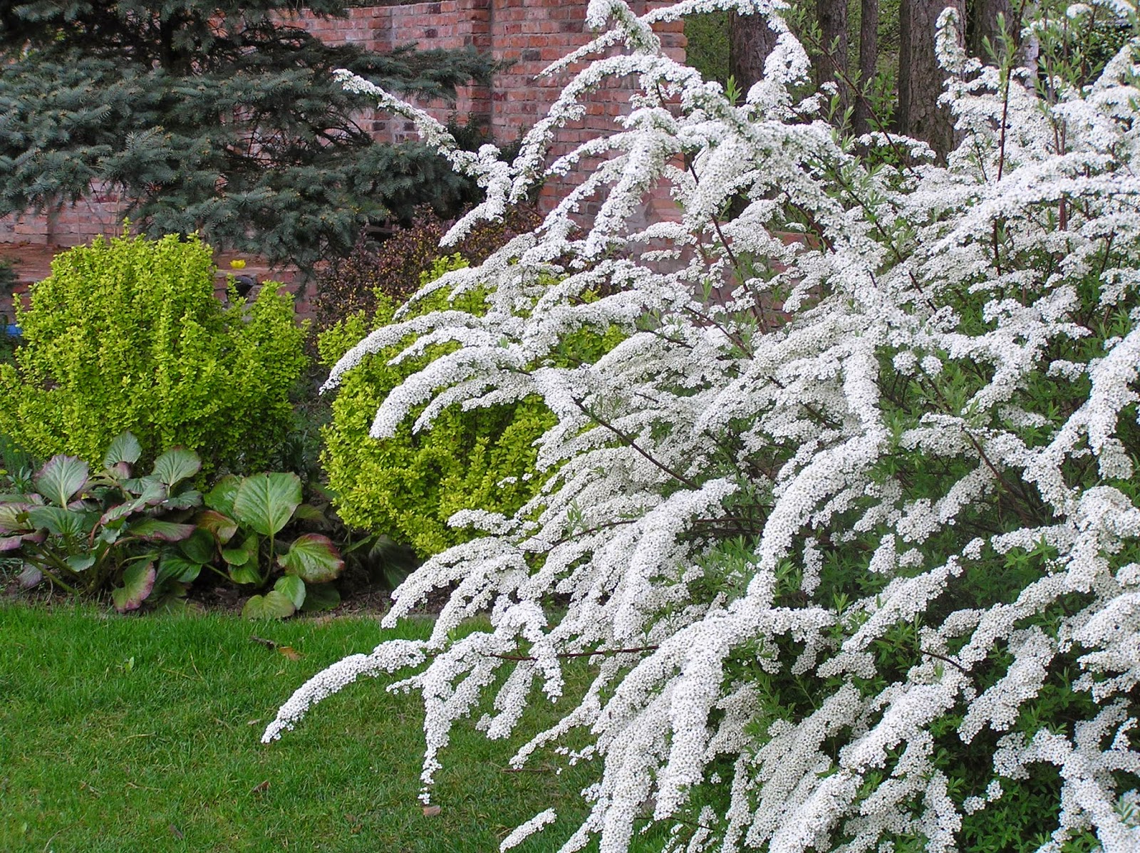 спирея сноумаунд. спирея бумальда фробели. спирея голден принцесс. спирея японская голден прин. спирея серая grefsheim.