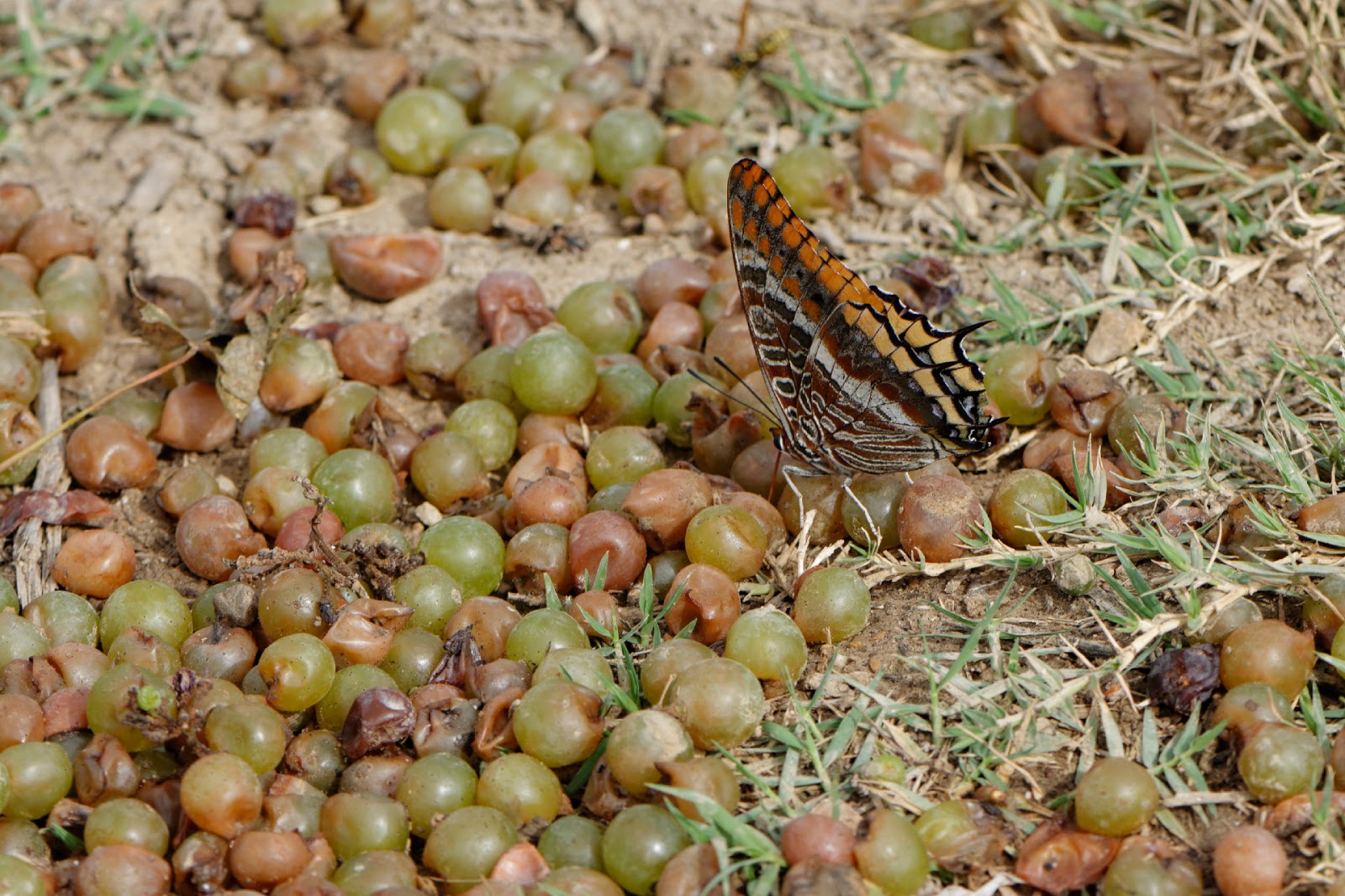 Macrophoto plaisir passion Le Pacha à deux queues, Charaxes jasius
