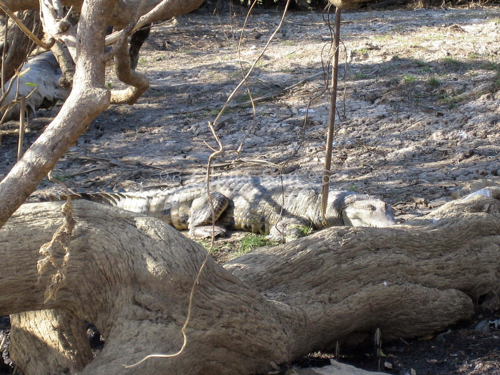 Crocodile Kakadu National Park, Northern Territory, Australie