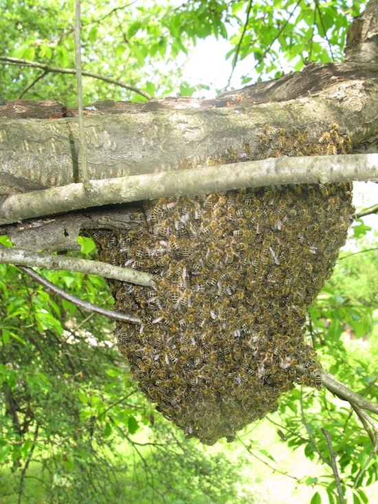 a primary swarm of bees clustered on tree branch