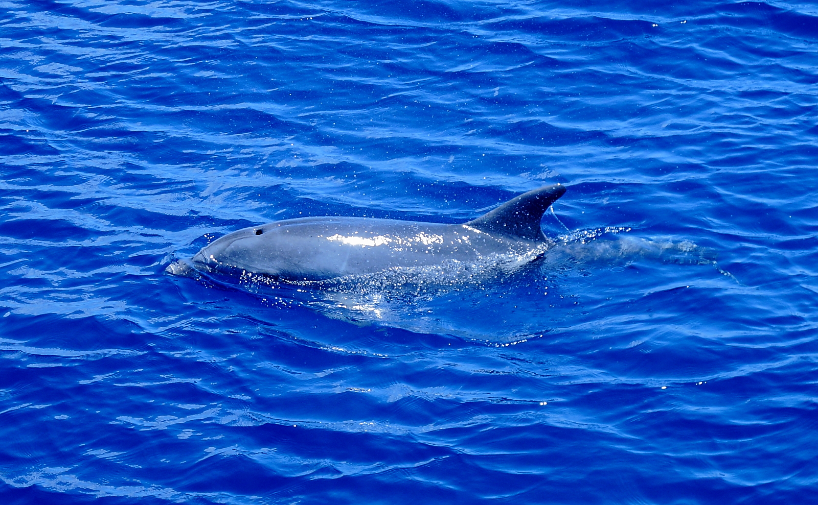 Capturing the Moment Wild Dolphin Safari, Maui