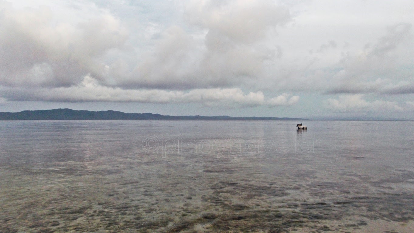 Horse Bath, San Antonio