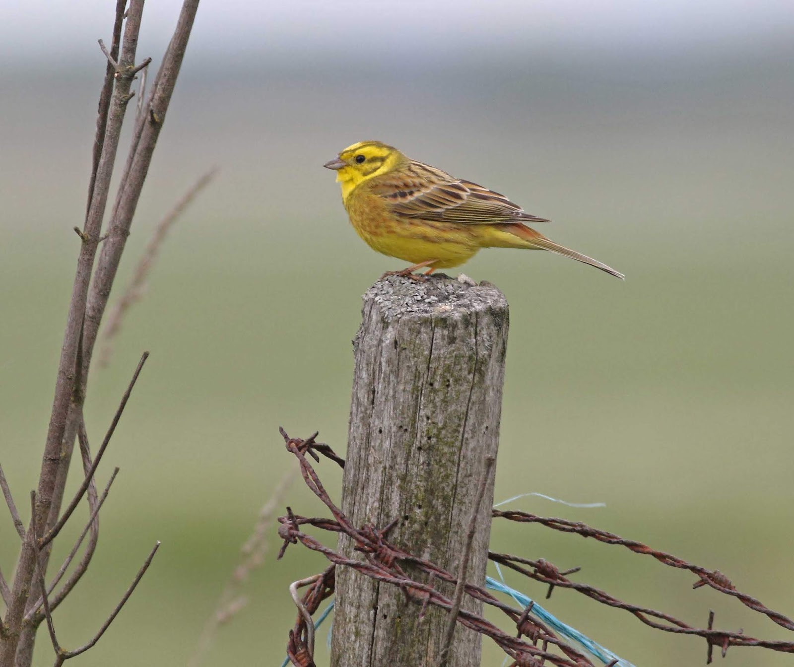Nature in the Heart of England Banburyshire BOS Yellowhammer Survey