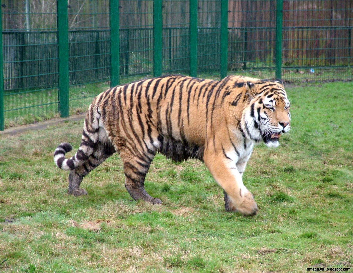 Siberian Tiger Size Comparison.