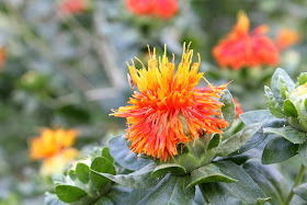 Açafrão-bravo; cártamo; açafrão bastardo