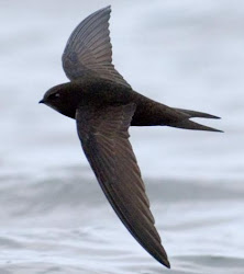 swift vencejo bird animals aire common ave rey flying fastest apus feroz marabu casuario belleza wonderful july afkomstig