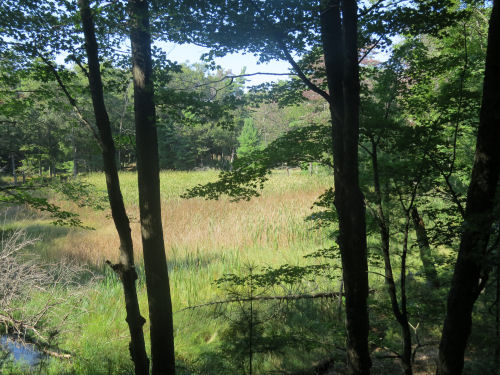 forest scene