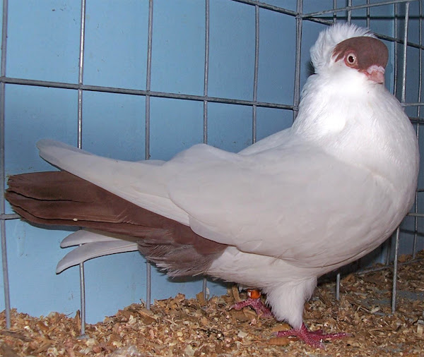 helmet pigeon, helmet pigeons, about helmet pigeon, helmet pigeon breed, helmet pigeon appearance, helmet pigeon breed info, helmet pigeon breed facts, helmet pigeon care, caring helmet pigeon, helmet pigeon color, helmet pigeon color varieties, helmet pigeon characteristics, helmet pigeon facts, helmet pigeon for exhibition, helmet pigeon history, helmet pigeon info, helmet pigeon images, helmet pigeon origin, helmet pigeon photos, helmet pigeon pictures, helmet pigeon rarity, raising helmet pigeon, helmet pigeon rearing, helmet pigeon size, helmet pigeon temperament, helmet pigeon tame, helmet pigeon uses, helmet pigeon varieties, helmet pigeon weight