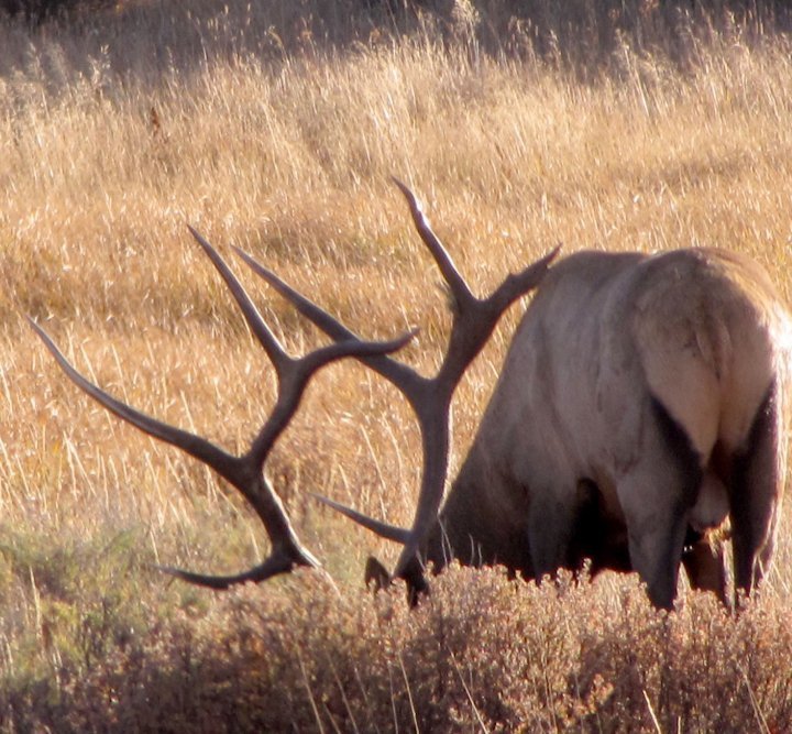 Accessible Hunter Pa Elk Lottery