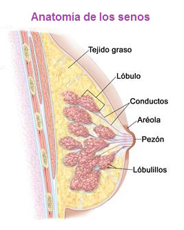 Anatomía de las partes de senos y mamas