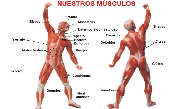 Los músculos