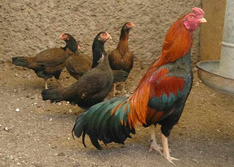 Gallos Y Galleros Gallos Orientales