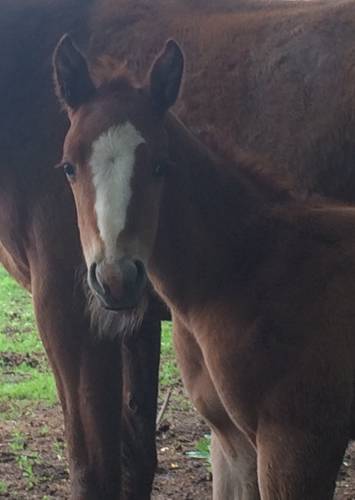 Windy Creek Quarter Horses Windy Creek babies have arrived!
