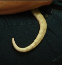 why do birds fly in circles together 14