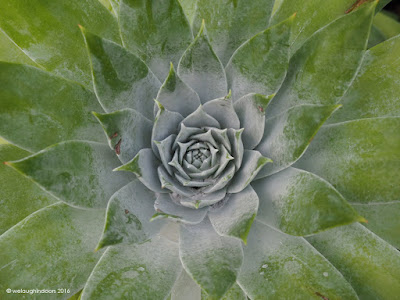 Echeveria plant by welaughindoors Echeveria plant by welaughindoors
