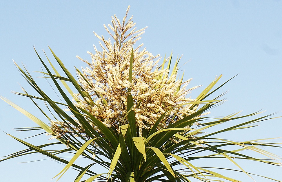 PlantWerkz Cabbage Tree Cordyline Australis