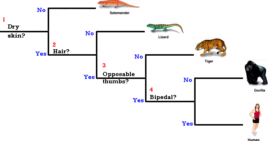 What Is Taxonomic Key