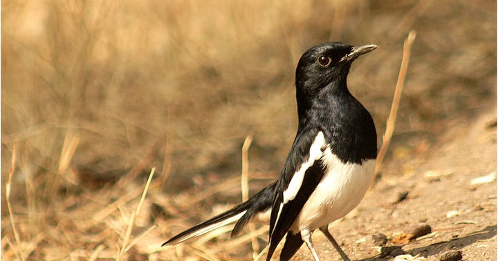 Kicau Burung: Burung Kacer