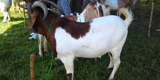 Peternak Kambing Boer Lampung Tengah Youtube