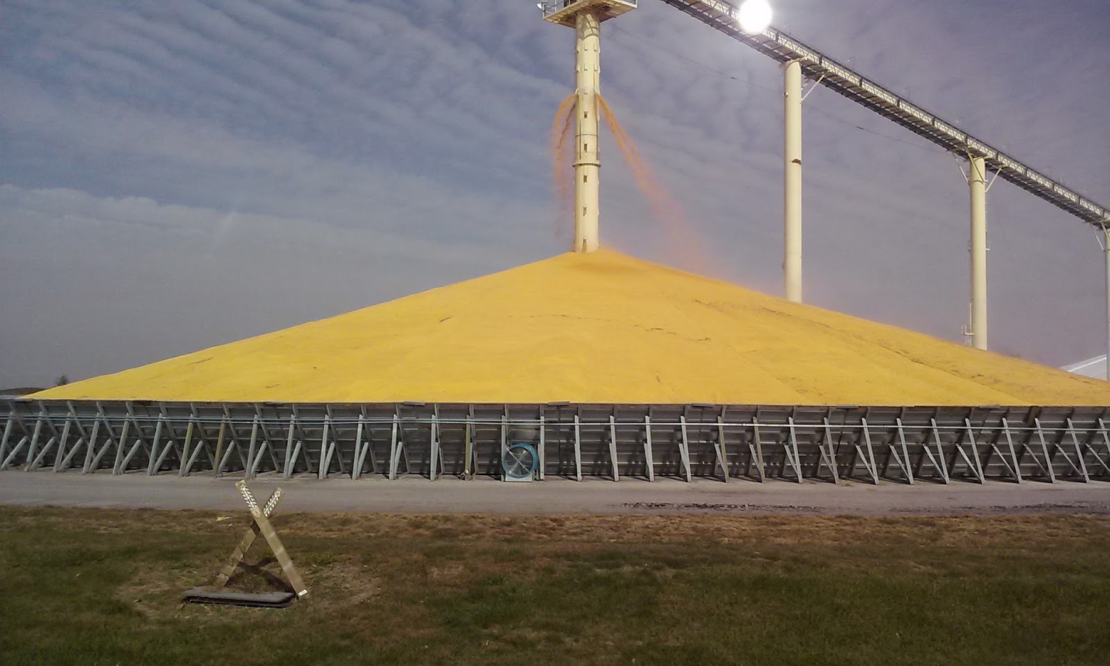 Bumper Corn Crop? Cultivation Of Crops