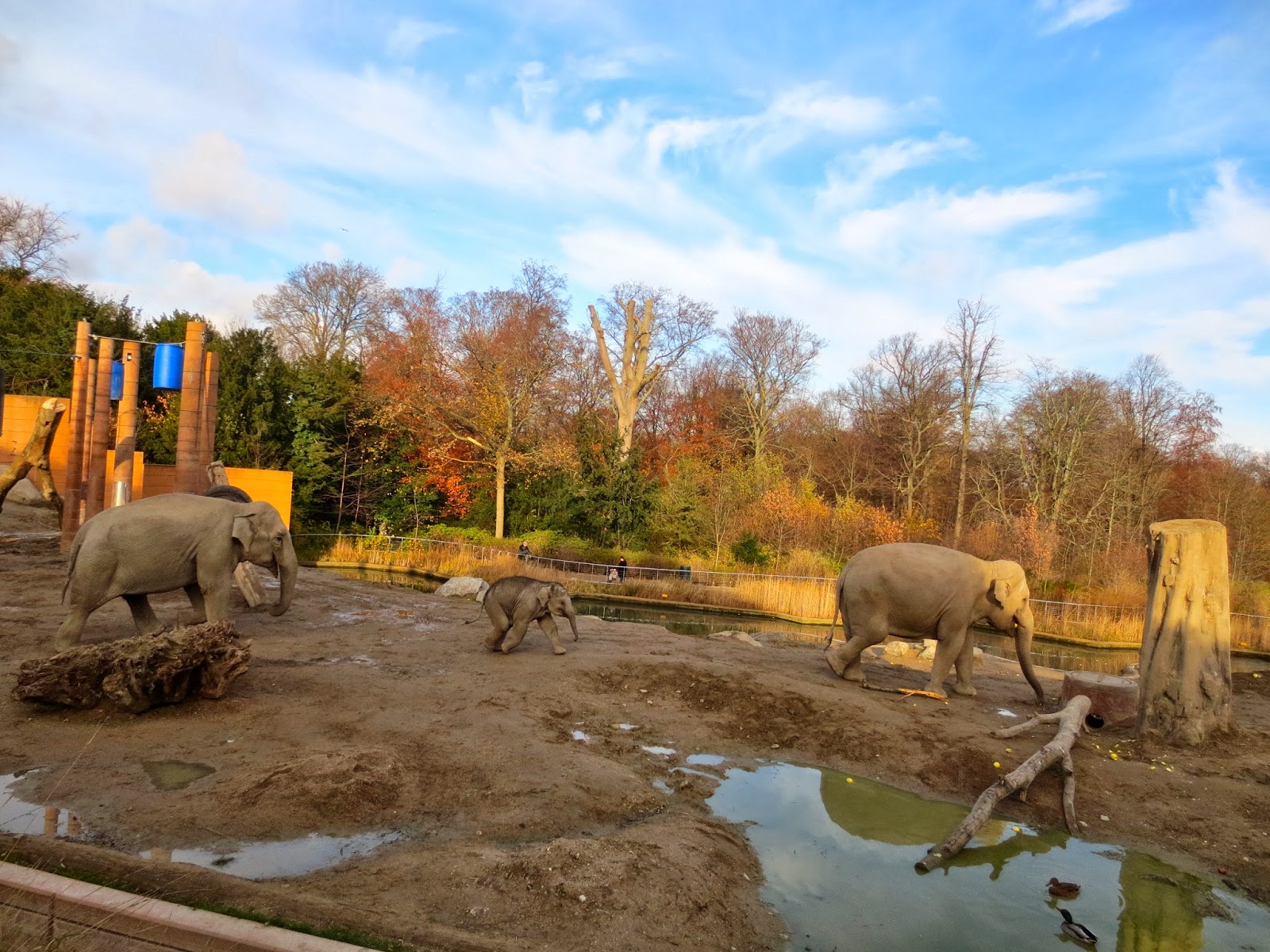 med kærlig hilsen Morning at the Zoo