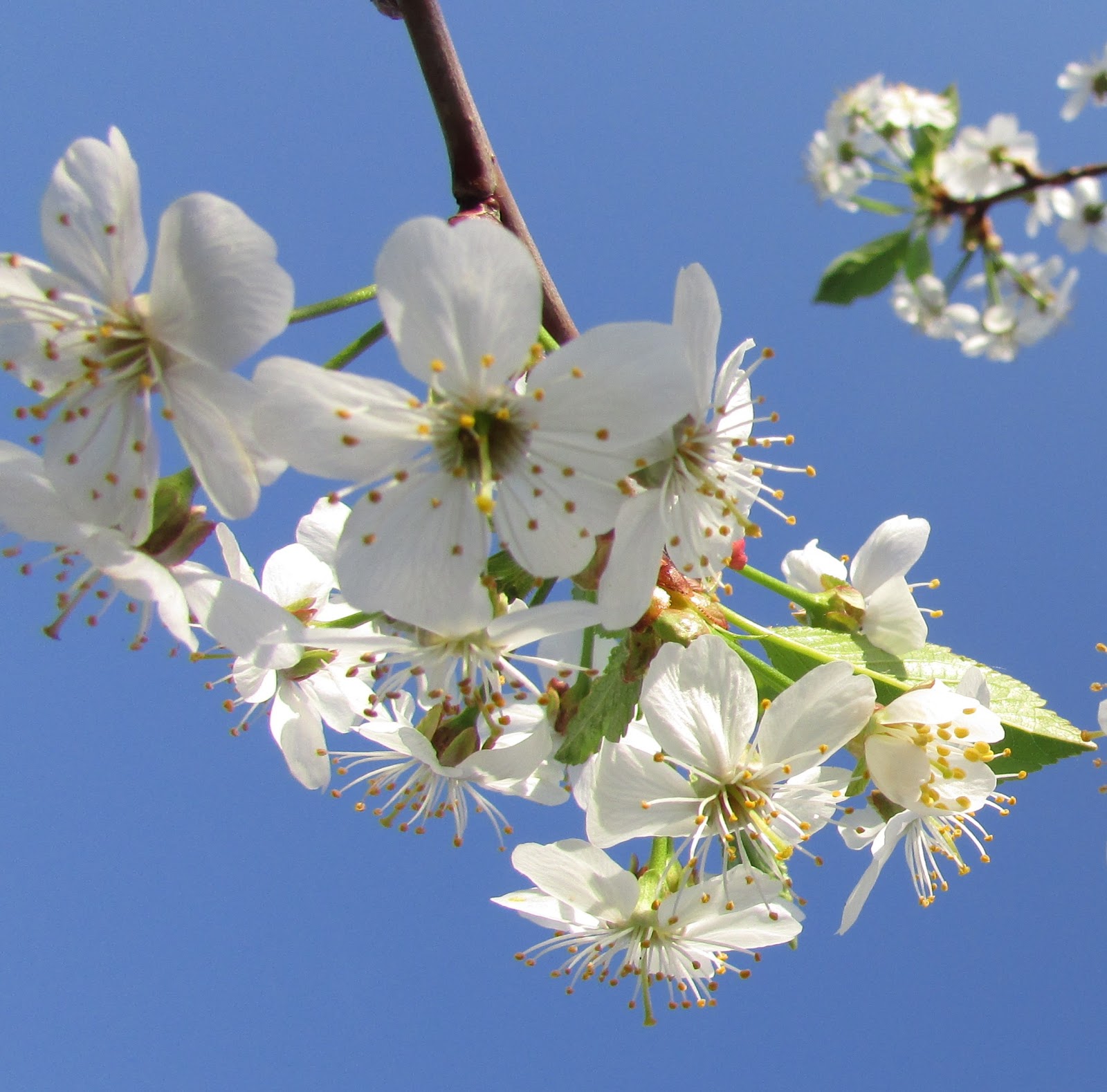 Песни расцветали яблони минус. Яблони в цвету. Яблоневый цвет Белокуриха. Фото цветущей яблони в высоком качестве. Фото на заставку цветущие яблони.