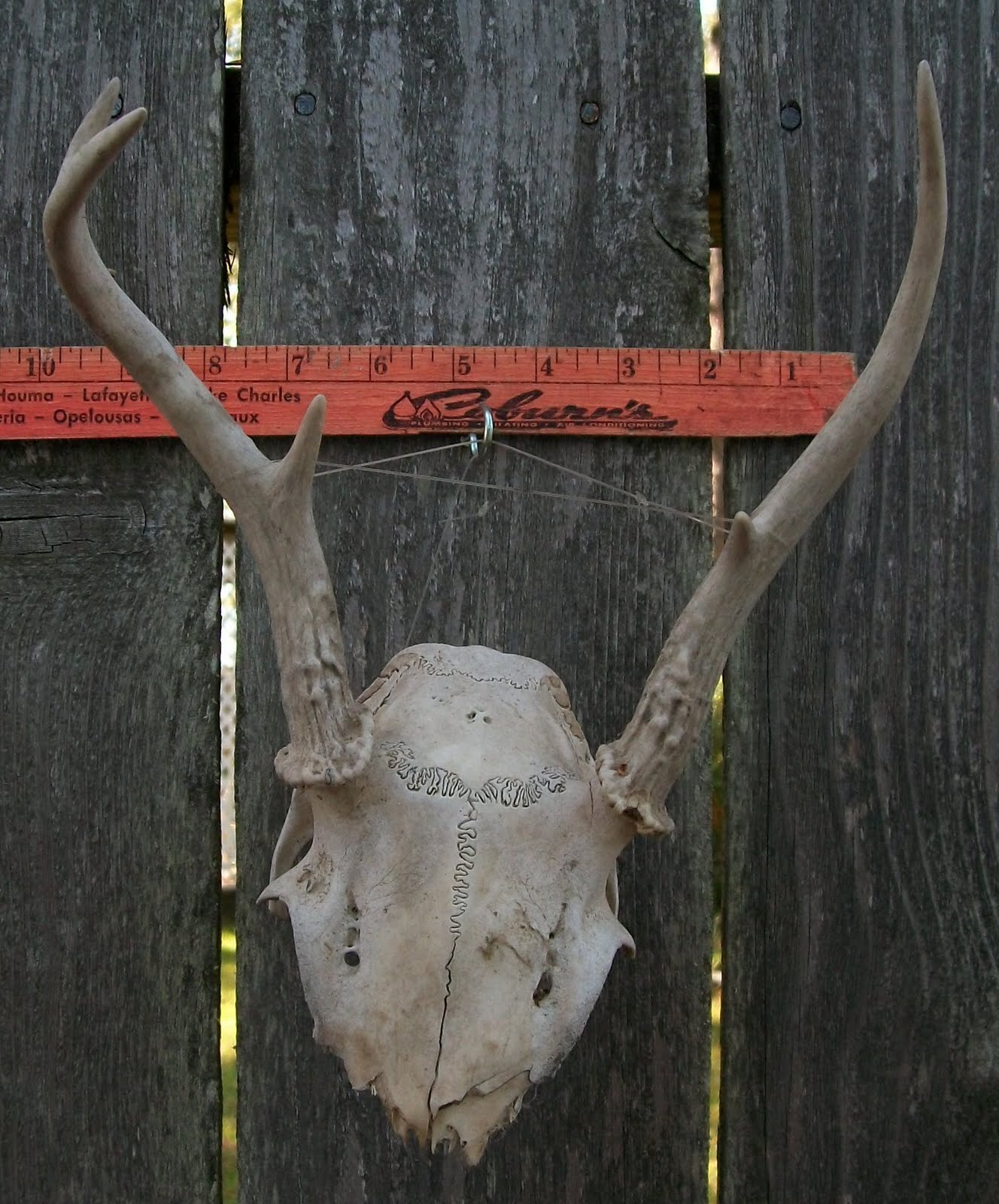Estate Sale Services 409.750.3688 Roland Dressler Deer Antlers 5 points 9" wide rack Texas