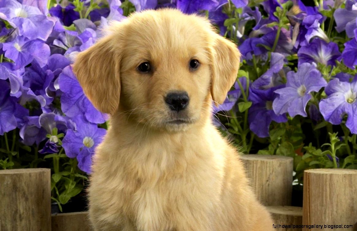 Dog Wallpaper 1280x800 Wallpapersother 1280x800 Wallpapers