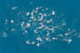 Humpback whales gathering in very large "Super-Pods"