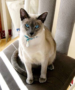 siamese+cat1.jpg