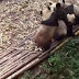 Гигантски панди си спретнаха масов бой (видео)