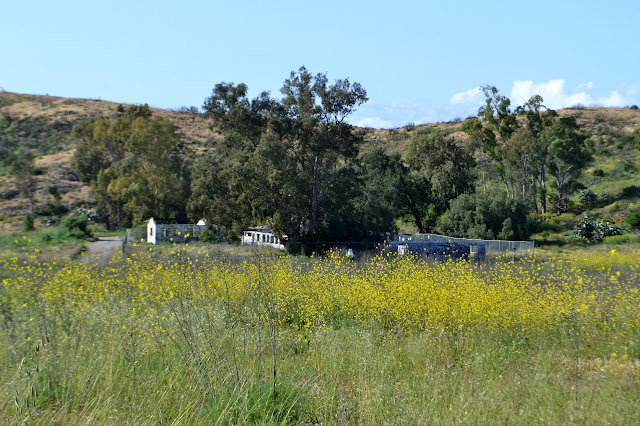 dilapidated dairy buildings fenced off