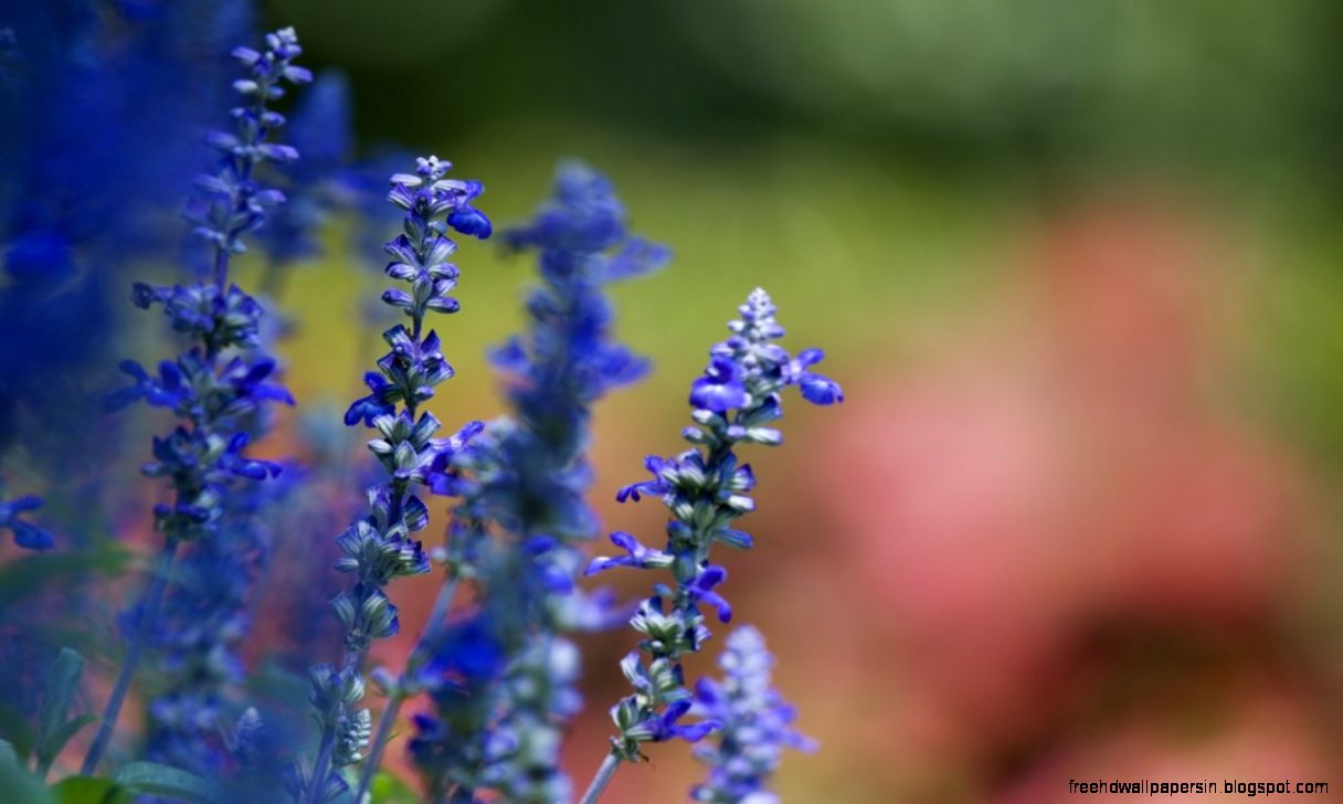 50 Free Spring Wallpaper HD for Desktop  Web Design Burn