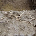 Arqueólogos hallan mujer sacrificada en huaca de Cao