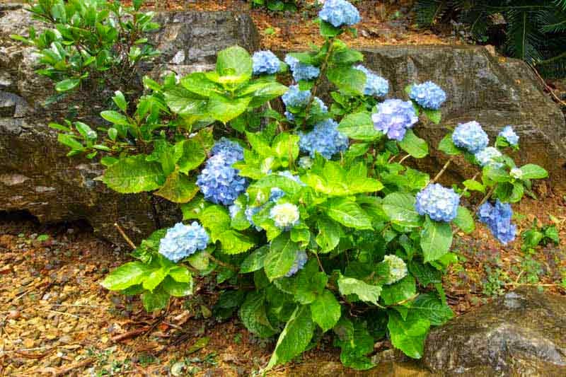 blue and white hydrangea