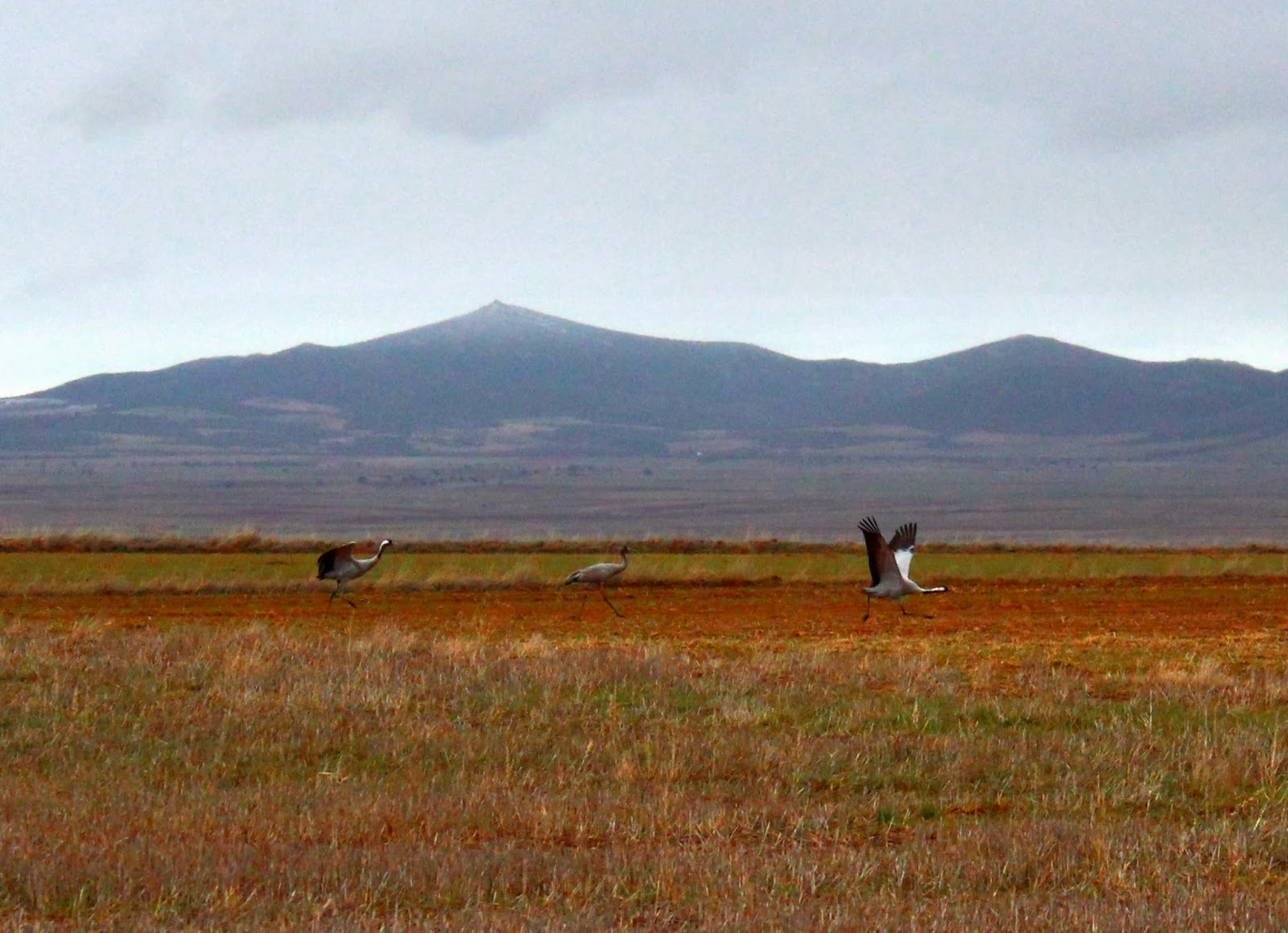 Grullas iniciando el vuelo