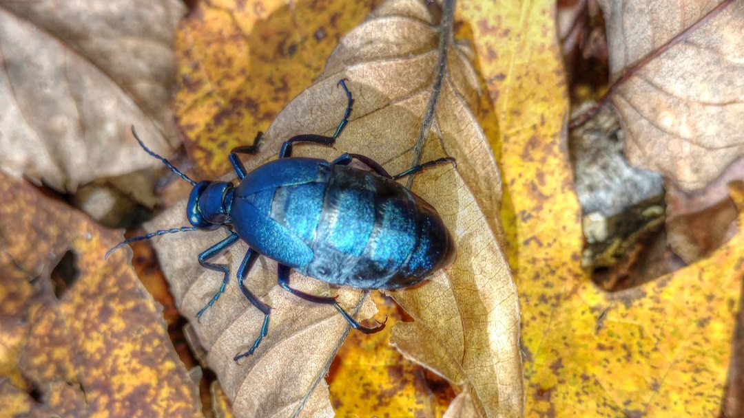 Backyard Birding....and Nature American Oil Beetles Poisonous