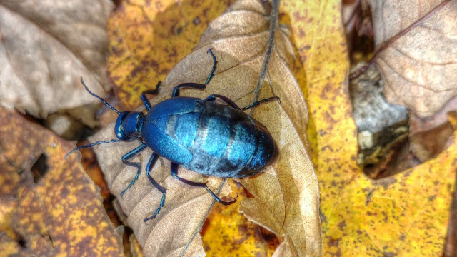 American Oil Beetles - Poisonous Blister Beetles