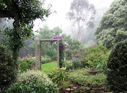 My Misty Garden