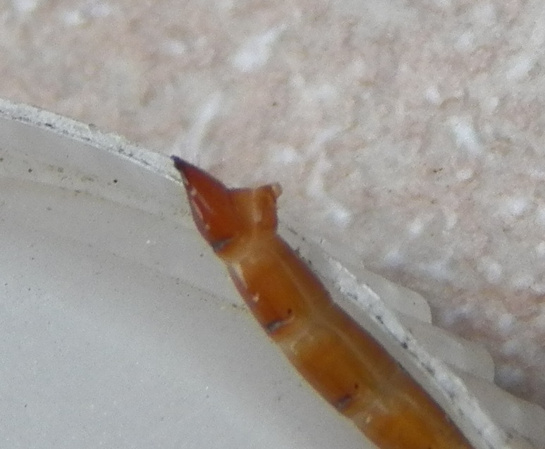 What Lives in my Yard? Wireworm (Click Beetle Larva) Identification Notes